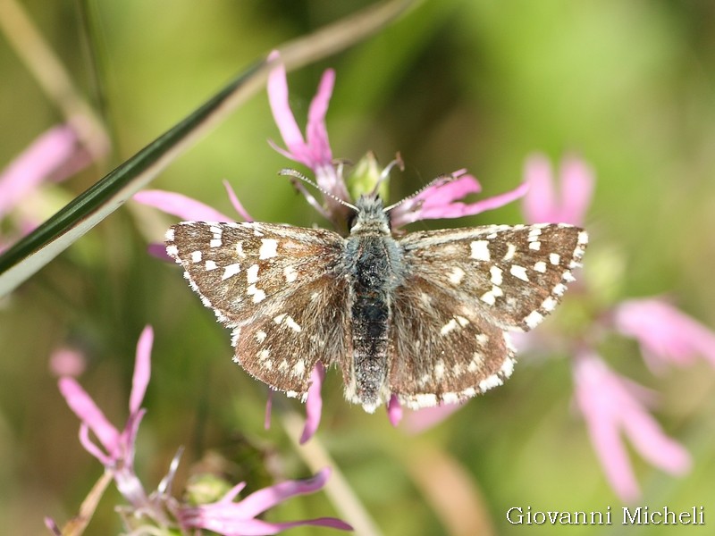 Tutti Pyrgus malvoides? No, anche P. armoricanus - Hesperiidae